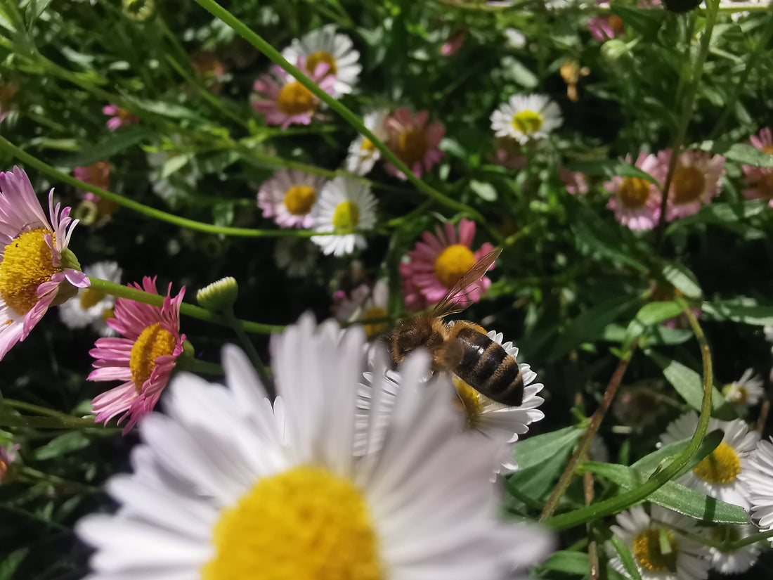 Creating a Bee-Friendly Garden: Tips for Supporting Local Pollinators in Melbourne