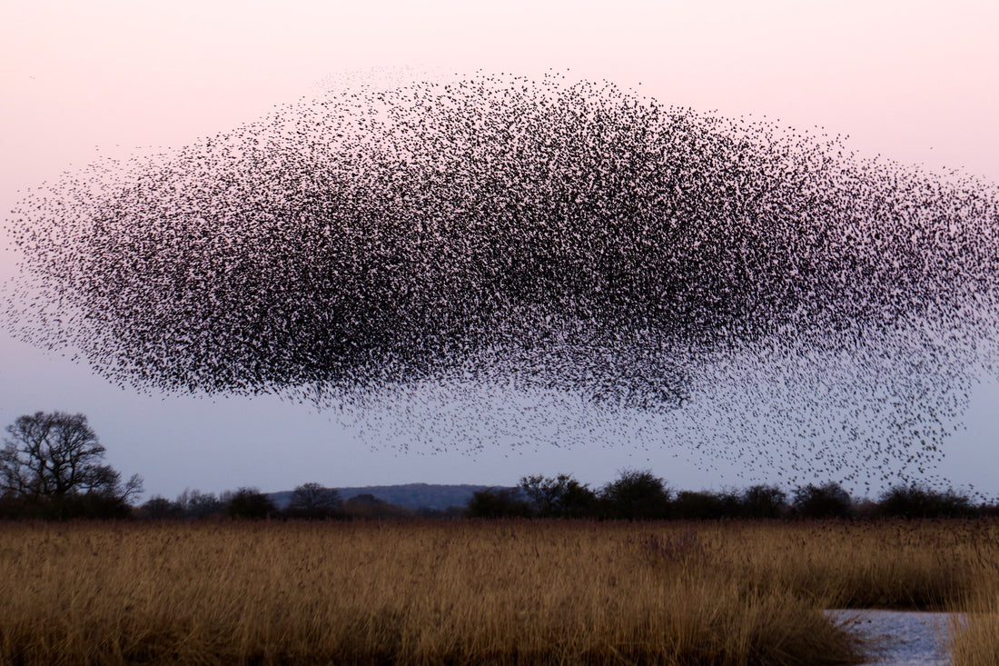 Understanding and Managing Bee Swarms