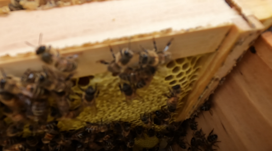 An Unforgettable Journey into the Secret World of Honeybees: My First Hive Inspection in Tecoma