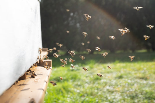 Getting Started with Beekeeping: What to Do When You First Pick Up a Hive of Bees